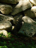 Wildlife